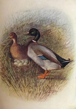 FANBUiHU Classic Art Canvas Picture Posters Art Decor Mallard or Wild-duck Anas Boscas by George Rankin Oil Painting for Home Decor 60x90cm