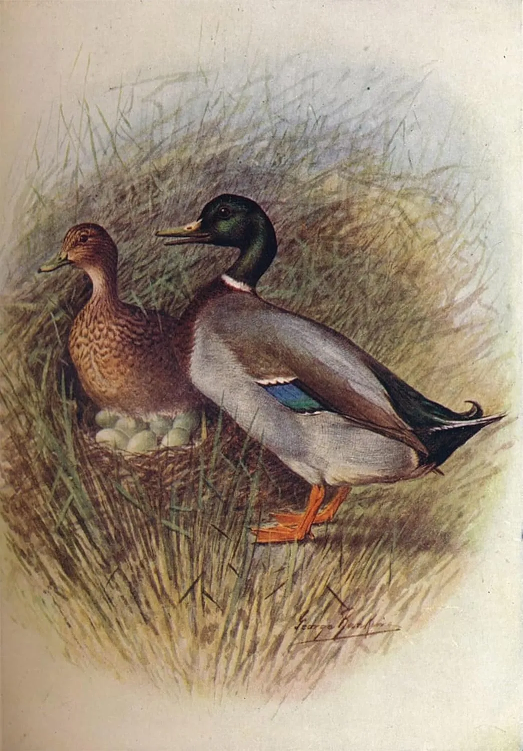 FANBUiHU Classic Art Canvas Picture Posters Art Decor Mallard or Wild-duck Anas Boscas by George Rankin Oil Painting for Home Decor 60x90cm
