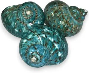 Large Turbo Shell, 3" inch Seashell, Seashells for Decorating, Shells for Crafts, Coastal Home Decor Accent and Vase Filler, Beachy Décor, Nautical Decorations for Home.